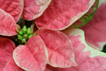 Free Picture of Pink Poinsettia