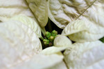 Free Picture of White Poinsettia Plant