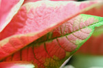 Free Picture of Poinsettia Leaves