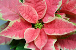 Free Picture of Pink and White Poinsettia Plant