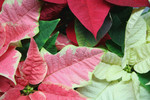 Free Picture of Pink, White and Red Poinsettia Plants