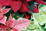 Free Picture of Red, White and Pink Poinsettia Plants