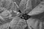 Free Picture of Poinsettia Plant in Black and White