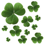 Free Picture of Clover Leaves on a White Background