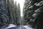 Free Picture of Winter Road and Trees in Rogue River National Forest