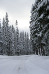 Free Picture of Icy Road in Rogue River National Forest
