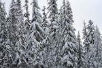 Free Picture of Snow Covered Trees, Rogue River National Forest