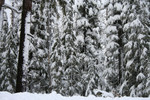 Free Picture of Trees Covered in Snow, Rogue River National Forest