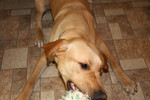 Free Picture of Yellow Lab Playing Tug of War