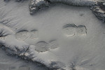 Free Picture of Footprints in the Mud