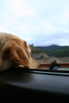 Free Picture of Yellow Lab Dog Sticking His Head Out a Car Window