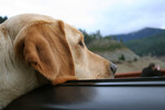 Free Picture of Yellow Lab Dog Sticking His Head Out a Car Window