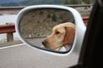 Free Picture of Yellow Lab Sticking His Head Out of a Car Window