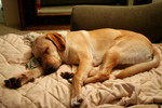 Free Picture of Yellow Lab Dog Sleeping on a Couch