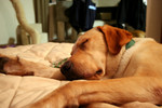 Free Picture of Yellow Labrador Dog Sleeping on a Couch