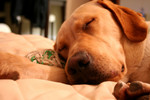 Free Picture of Sleeping Dog