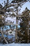 Free Picture of Trees Along the Rim of Crater Lake, Oregon