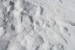 Free Picture of Footprints in Snow