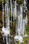 Free Picture of Icicles on a Mossy Hillside