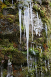 Free Picture of Icicles and Moss