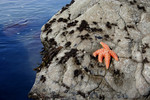 Free Picture of Orange Starfish on a Rock