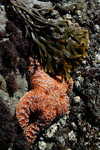 Free Picture of Orange Starfish at Harris Beach State Park