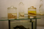Free Picture of Sea Creatures in Jars