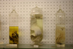 Free Picture of Sea Creatures in Jars in a Museum