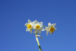 Free Picture of Wild Daffodils Against the Blue Sky