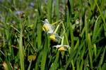 Free Picture of Wild Daffodils