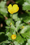 Free Picture of Four Different Stages of Buttercup Flowers