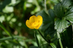 Free Picture of Yellow Buttercup Flower