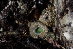 Free Picture of Closed Sea Anemones at Low Tide