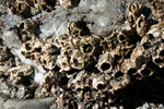 Free Picture of Barnacles at Low Tide