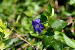 Free Picture of Wild Periwinkle Flower