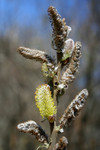 Free Picture of Pussy Willow Buds