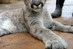 Free Picture of Paws of a Mountain Lion Cub
