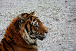 Free Picture of Bengal Tiger Resting