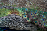 Free Picture of Peacock Feathers