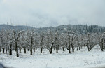 Free Picture of Pear Orchard in Snow, Jacksonville, Oregon