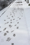 Free Picture of Footprints in Snow on a Sidewalk