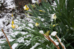 Free Picture of Daffodils in Snow