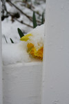 Free Picture of Yellow Daffodil, Resting on a Fence, Covered in Snow