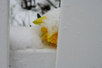 Free Picture of Yellow Daffodil in the Snow