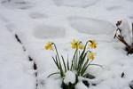 Free Picture of Daffodils in Snow, Jacksonville, Oregon