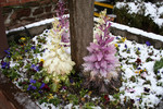 Free Picture of Flower Bed in Snow