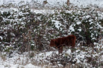 Free Picture of Calf in Snow, Ruch, Oregon