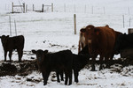 Free Picture of Calves and Cow, Bishop Creek, Ruch, Oregon
