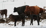 Free Picture of Calves at Bishop Creek, Ruch, Oregon