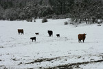 Free Picture of Cattle in a Wintry Landscape